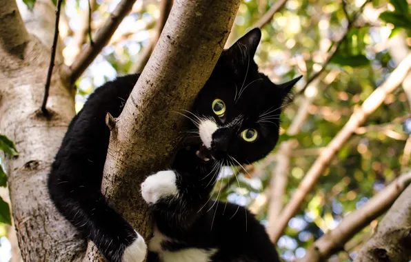 Green, white, black, brown, cat, leaves, tree, top