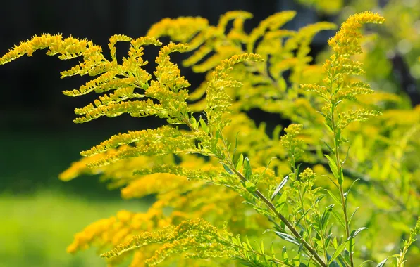 Picture flower, yellow, twig