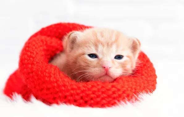 Cat, kitty, hat, baby, red, muzzle, Christmas, white background