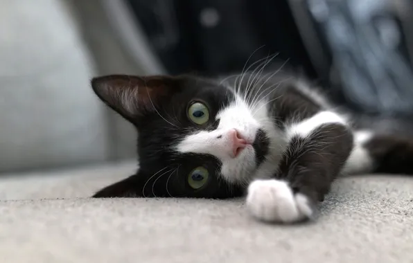 Cat, look, pose, kitty, black and white, lies, face, green eyes