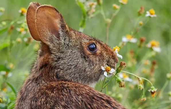 Summer, look, flowers, grey, hare, portrait, spring, rabbit