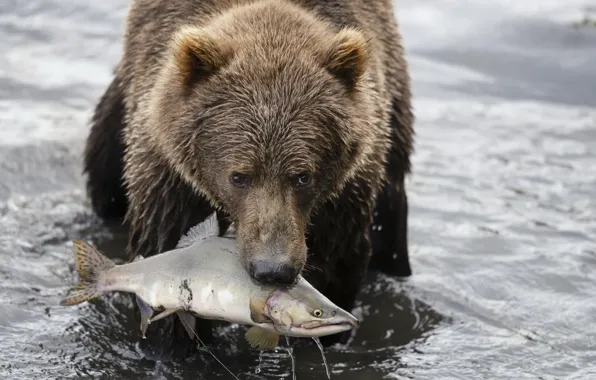 Picture nature, fish, bear, hunting