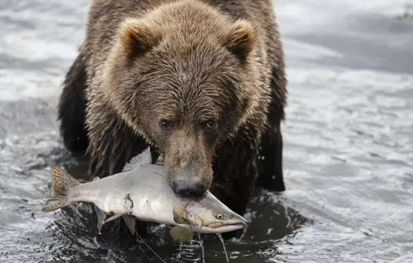 Nature, fish, bear, hunting