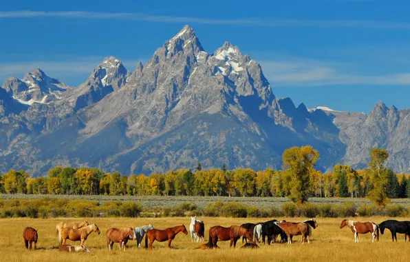 Picture autumn, the sky, landscape, mountains, horse, the herd