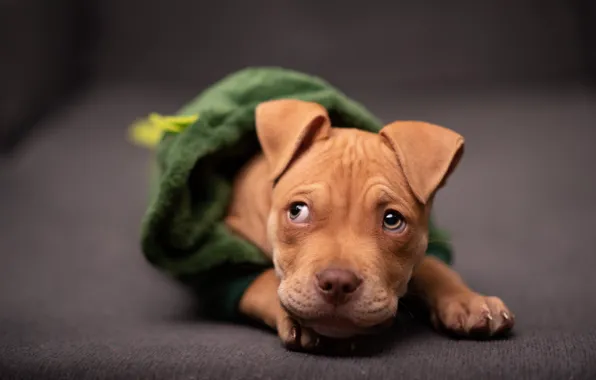 Look, clothing, dog, red, costume, hood, puppy, lies