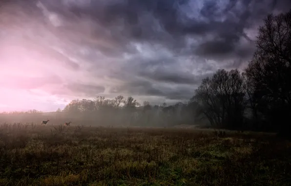 Field, trees, clouds, fog