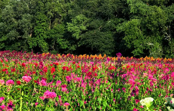Field, summer, flowers, nature, summer, field, nature, flowers