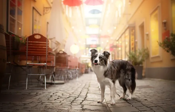 Picture each, street, dog