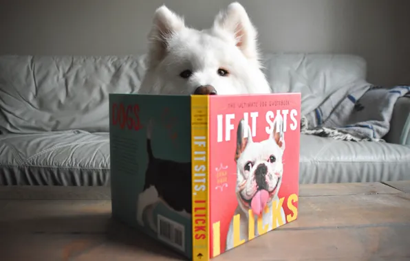 Look, pose, dog, face, Samoyed