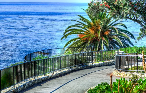 Sea, palm trees, the descent, horizon, track, railings, USA, Laguna Beach
