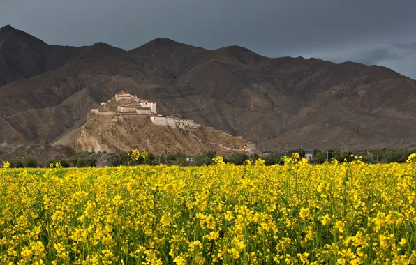 Field, flowers, mountains, Tibet, Palace