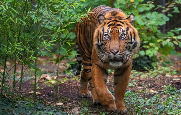 Picture look, face, leaves, tiger, pose, walk, the bushes, sneaks