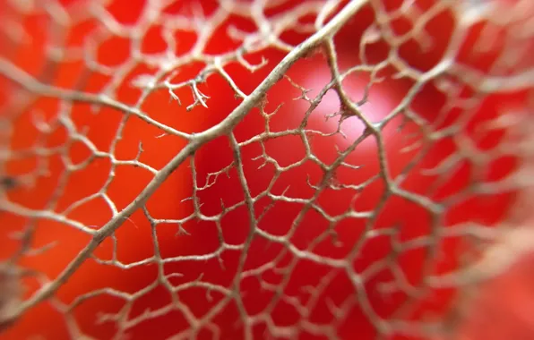 Macro, flowers, background