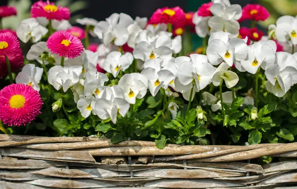 Flowers, spring, garden, pink, white, Pansy, basket, flowerbed