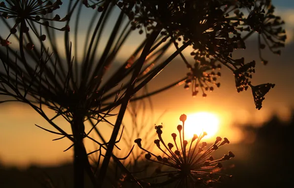 The sky, sunset, dill