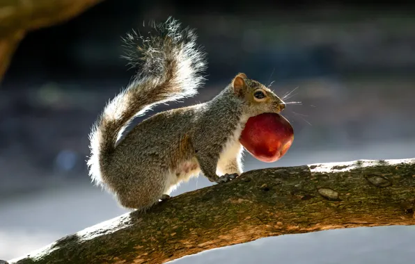 Look, light, nature, pose, the dark background, tree, Apple, branch
