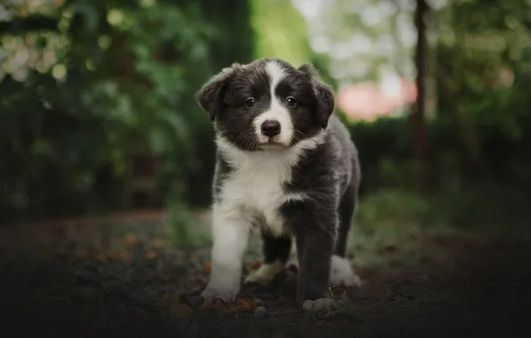Greens, summer, look, nature, grey, dog, baby, puppy