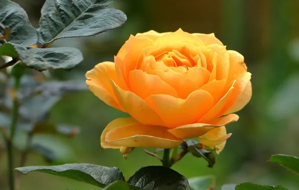 Leaves, roses, buds, yellow rose