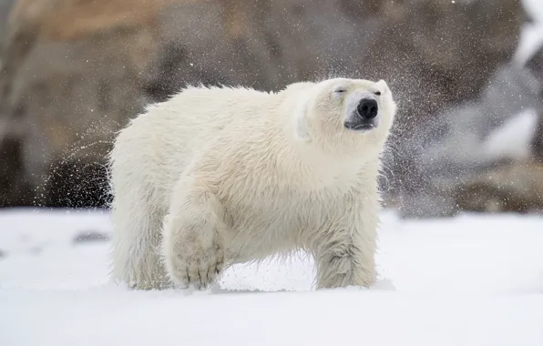 Winter, face, snow, nature, pose, paws, the snow, polar bear