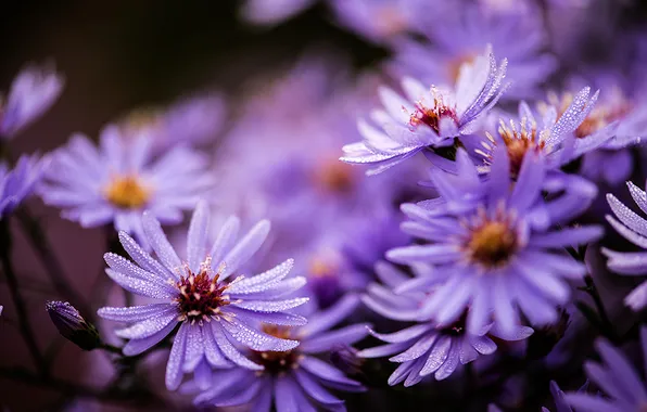 Flowers, nature, background