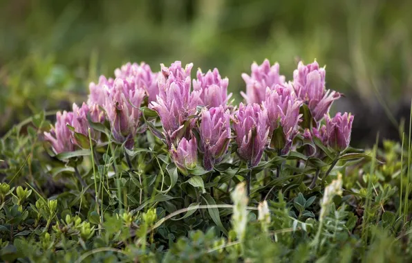 Grass, macro, Indian paintbrush elegant