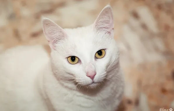 Cat, white, eyes, cat, face, look up