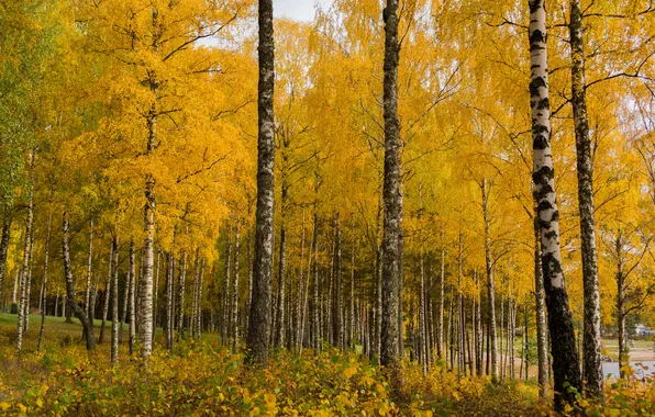 Autumn, forest, leaves, birch, grove