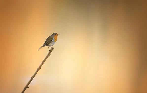 Nature, background, bird