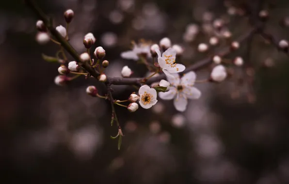 Picture flowers, spring, leaves