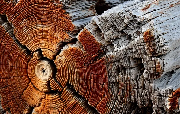 Background, tree, log