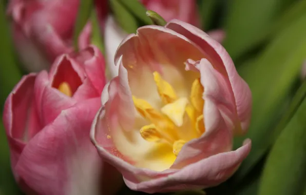Macro, Tulip, Flowers, spring, stamens