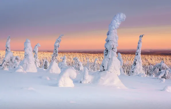 Winter, frost, forest, snow, trees, nature, dawn, winter