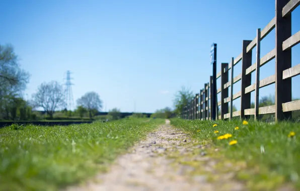 Grass, sky, flowers, fence, path, sunny, power line