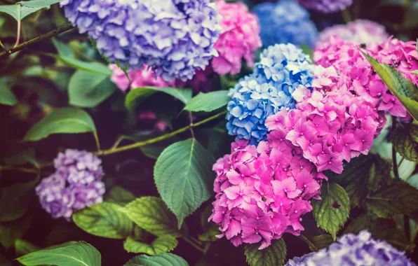 Picture leaves, flowers, blue, pink, the bushes, different, lilac, hydrangea
