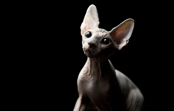 Picture eyes, cat, look, bald, Sphynx