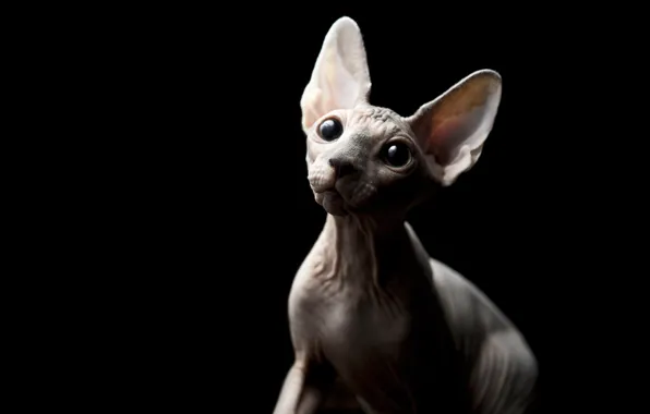 Eyes, cat, look, bald, Sphynx