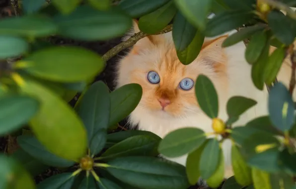 Cat, cat, look, leaves, branches, Bush, garden, blue eyes