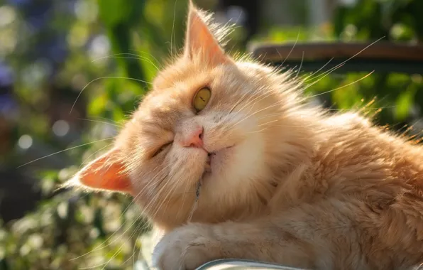 Picture cat, look, red