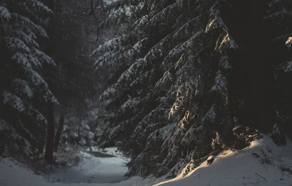 Winter, forest, snow, trees, nature