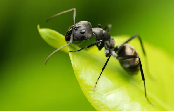 Sheet, ant, green background