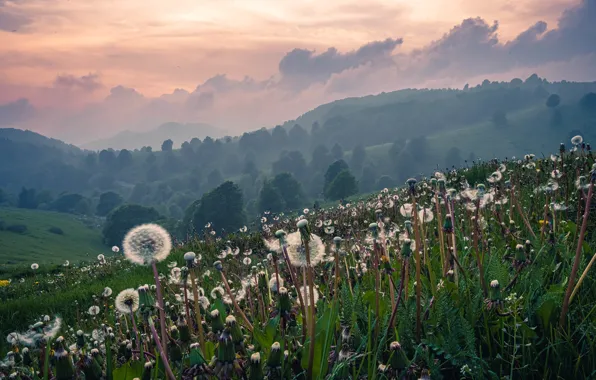 Field, the sky, flowers, meadow, dandelions