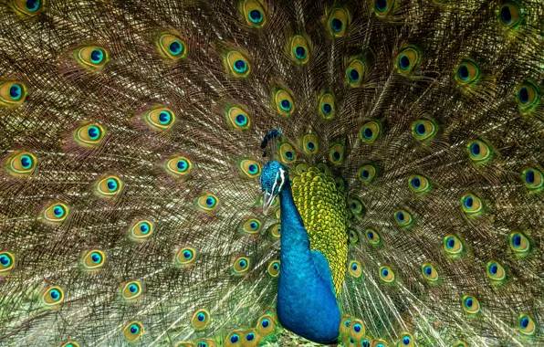 Picture bird, feathers, fan, tail, peacock, handsome