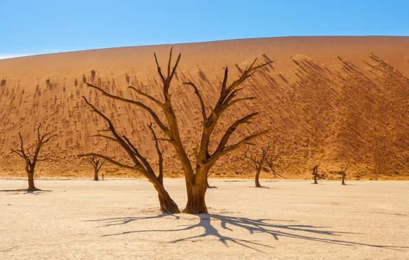 Sand, the sky, trees, desert, shadow