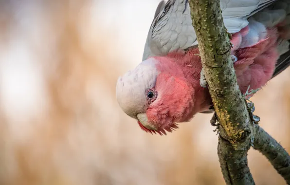 Background, bird, branch, parrot, Gala, Pink cockatoo