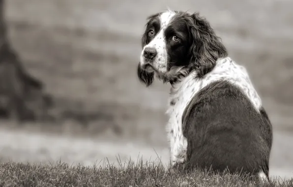 Sadness, look, each, dog