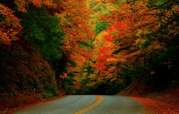 Picture road, autumn, forest, paint, USA, North Carolina, October