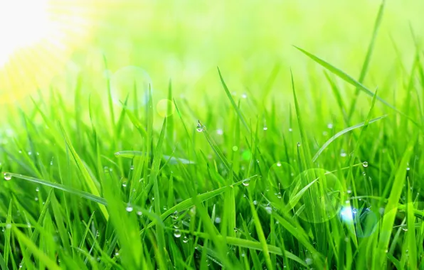 Picture summer, grass, rays