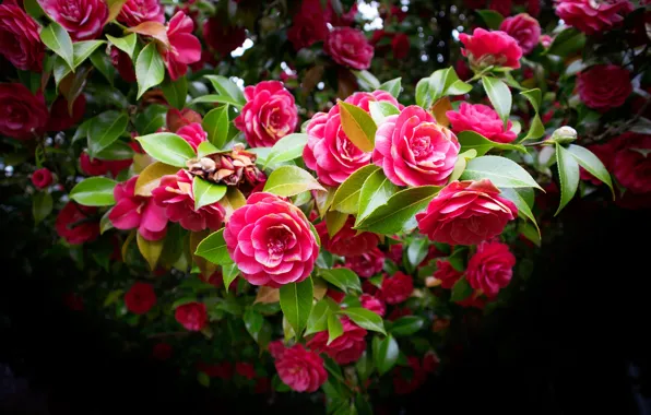 Flowers, the dark background, tree, beauty, pink, flowering, a lot, bokeh