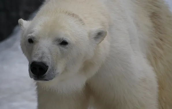 Look, face, wool, polar bear