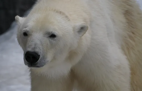 Picture look, face, wool, polar bear